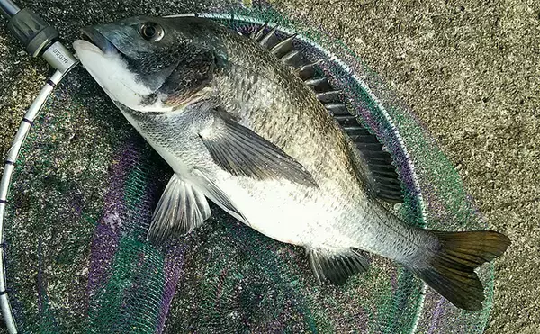 【関西】初釣りオススメ釣り場3選：播州で狙うフカセ寒チヌ編