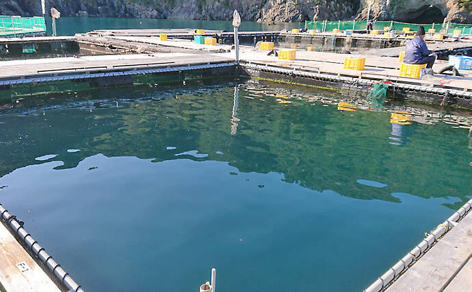 冬に人気の『海上釣り堀』釣果アップの秘訣　3つのチャンスタイムが重要