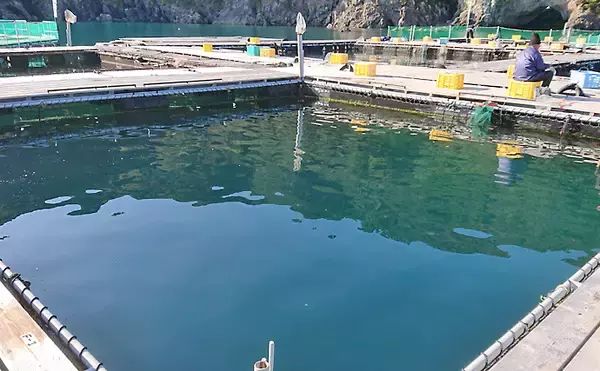 「冬に人気の『海上釣り堀』釣果アップの秘訣　3つのチャンスタイムが重要」の画像