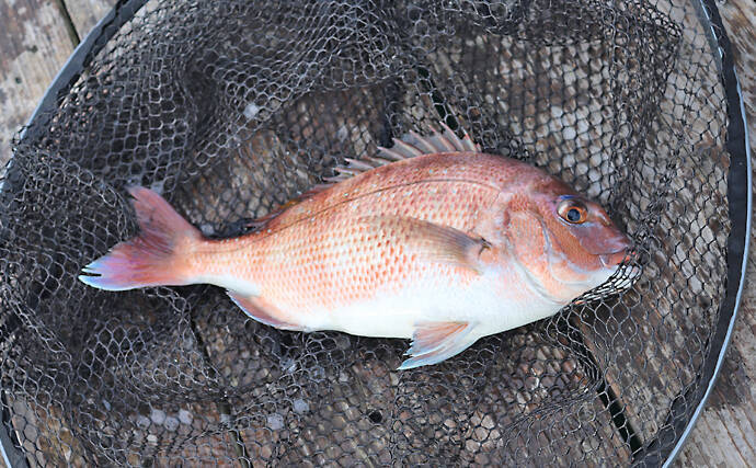 冬に人気の『海上釣り堀』釣果アップの秘訣　3つのチャンスタイムが重要