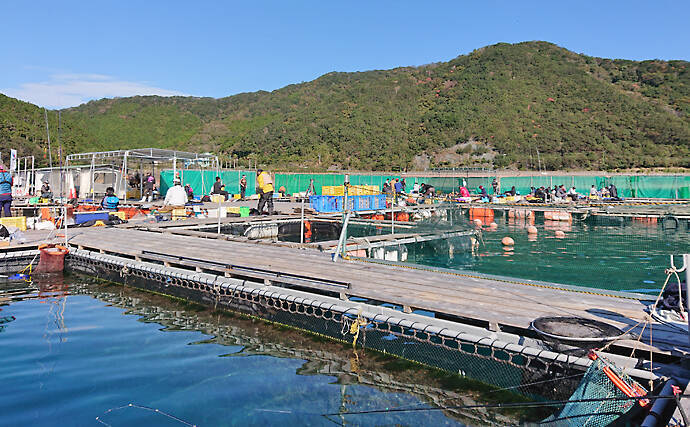 冬に人気の『海上釣り堀』釣果アップの秘訣　3つのチャンスタイムが重要