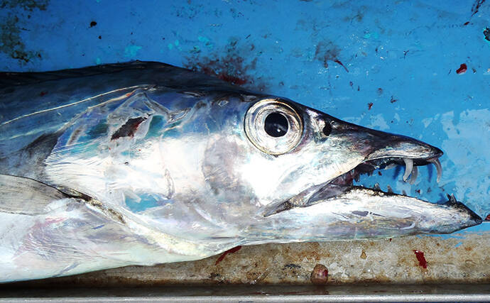 関西 初釣りオススメ釣りもの3選 船釣りで冬の美味しい魚を狙おう編 年1月1日 エキサイトニュース