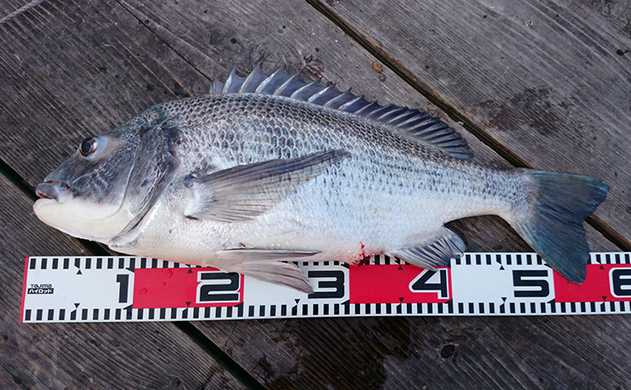 ソリッドティップ エギングロッドのメリット3選 夜釣りにオススメ 19年10月18日 エキサイトニュース