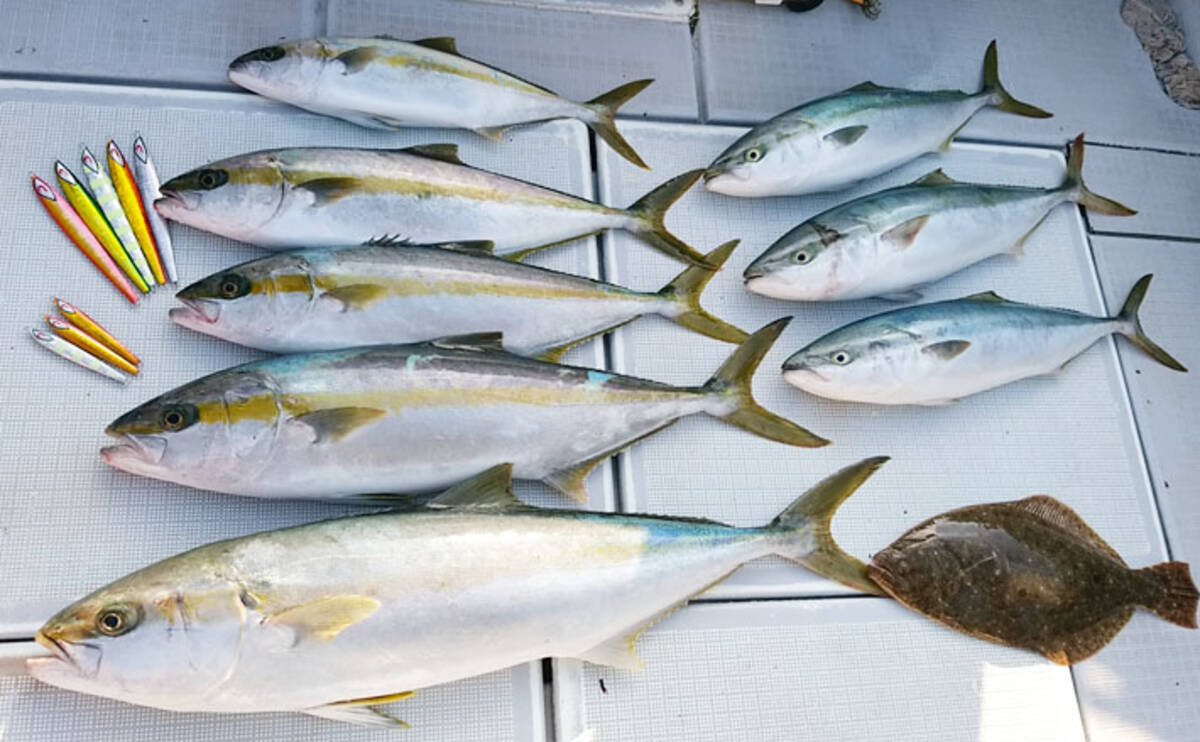 オフショアジギングで8kgヒラマサ含み青物連釣 エル クルーズ 年1月9日 エキサイトニュース