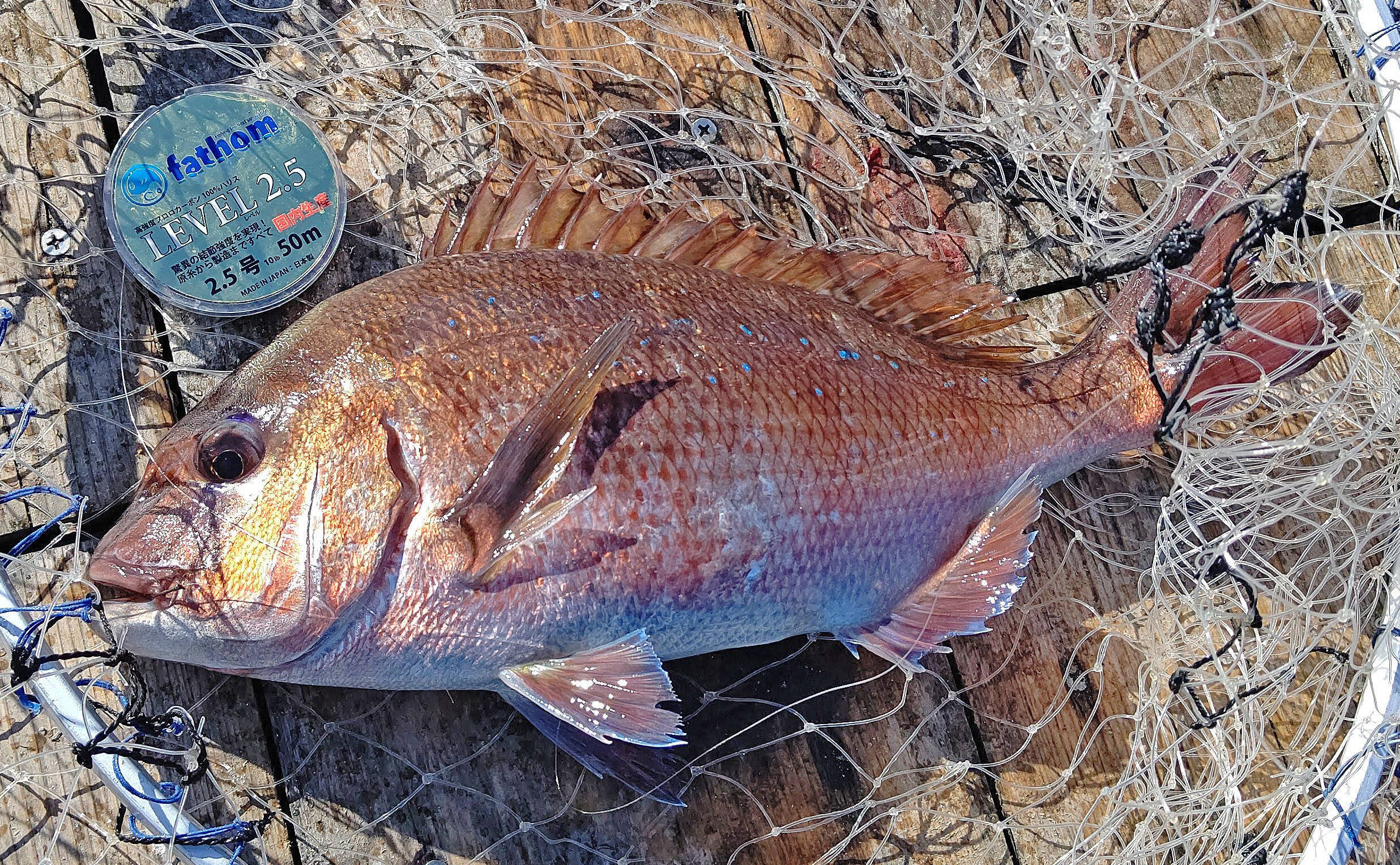 海上釣り堀でマダイ11匹 青物6匹で竿頭 誘いが重要 沼津 まるや 年1月10日 エキサイトニュース