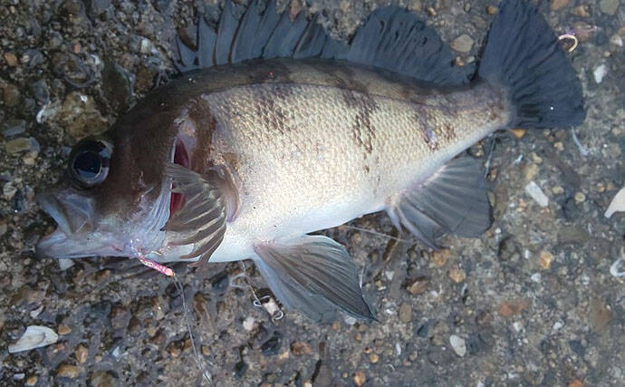 冬の陸っぱり釣り楽し サビキでアジ釣りが好調継続中 大阪 高場 年1月13日 エキサイトニュース