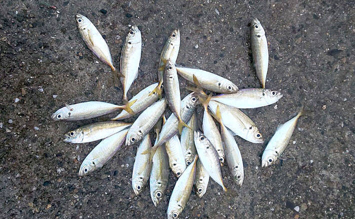 冬の陸っぱり釣り楽し サビキでアジ釣りが好調継続中 大阪 高場 年1月13日 エキサイトニュース