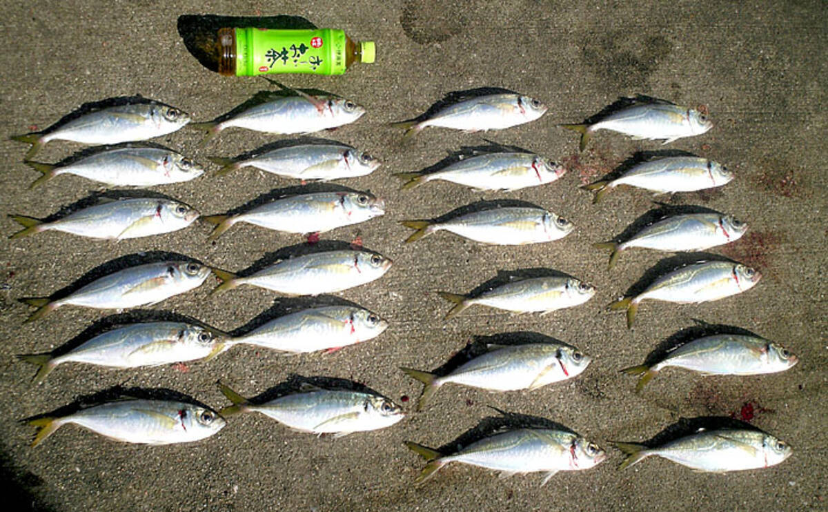 真冬の波止サビキでデカアジ爆釣 これは異常事態 兵庫 7防 年1月15日 エキサイトニュース