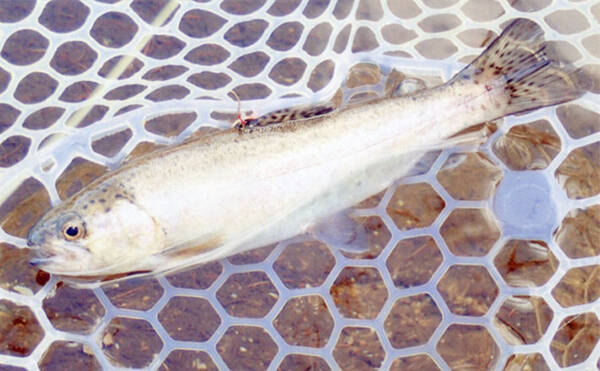 冬季営業管釣りでニジマスと対面 赤系スプーンがアタリ 平谷湖fs 年1月15日 エキサイトニュース