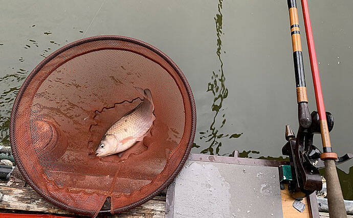 管理池ヘラブナ釣りでなんとか完全試合回避　仕掛け選択ミスで大苦戦