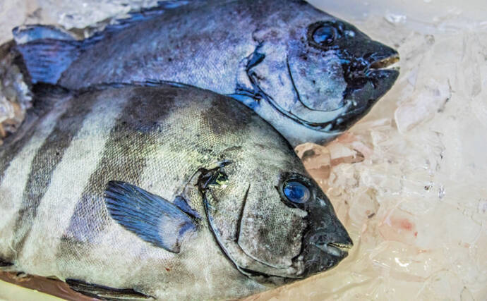 サカナの食性と口 歯の関係 海藻を食べる魚は人間と同じ歯を持つ 年1月17日 エキサイトニュース