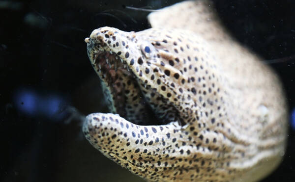 サカナの食性と口 歯の関係 海藻を食べる魚は人間と同じ歯を持つ 年1月17日 エキサイトニュース