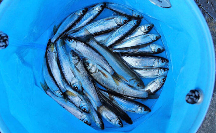 淡水小物釣りでヤマベ38尾にハヤ8尾 魚影の濃さに驚愕 行屋川 年1月16日 エキサイトニュース