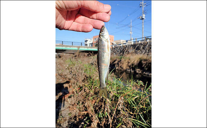 淡水小物釣りでヤマベ38尾にハヤ8尾 魚影の濃さに驚愕 行屋川 年1月16日 エキサイトニュース