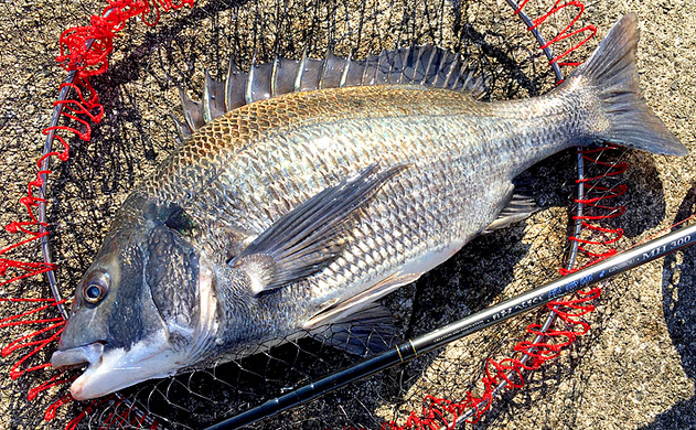 大阪湾年2月 チヌ落とし込み状況 水温高めで状況次第で2ケタも 年3月1日 エキサイトニュース