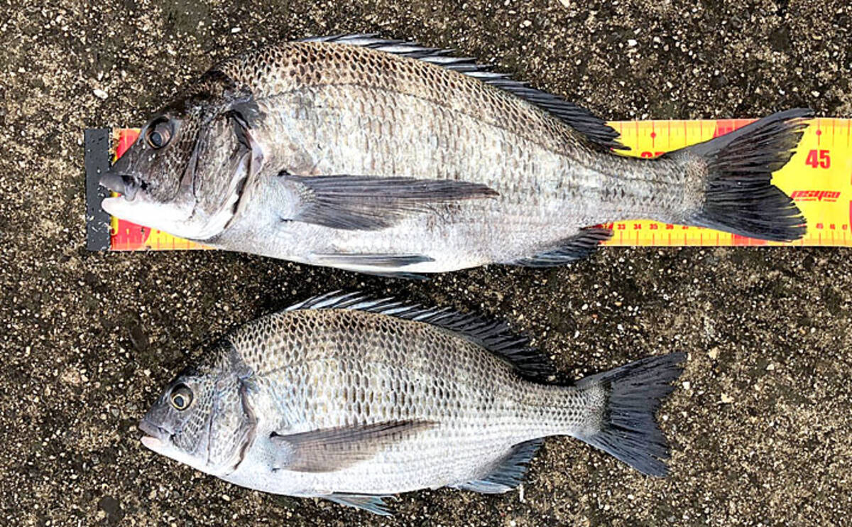 真冬の風物詩 紀ノ川河口フカセチヌ がシーズンイン 和歌山 年1月26日 エキサイトニュース