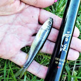 「真冬でも手軽に楽しめる『清流小物釣り』でアブラハヤ30尾超【黒目川】」の画像4