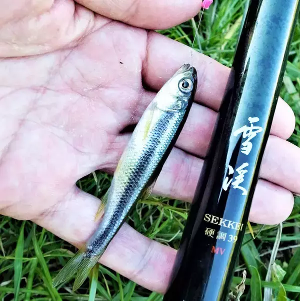 「真冬でも手軽に楽しめる『清流小物釣り』でアブラハヤ30尾超【黒目川】」の画像