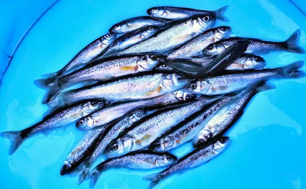 真冬でも手軽に楽しめる『清流小物釣り』でアブラハヤ30尾超【黒目川】