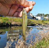 「真冬でも手軽に楽しめる『清流小物釣り』でアブラハヤ30尾超【黒目川】」の画像3