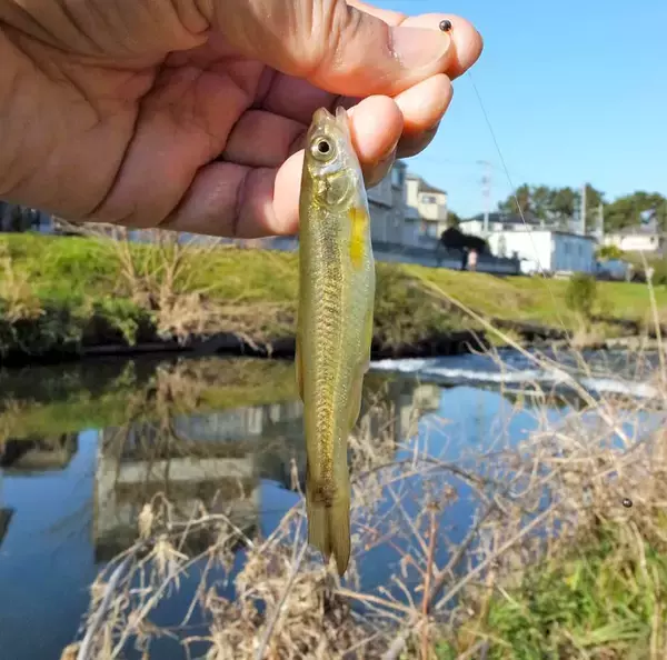 「真冬でも手軽に楽しめる『清流小物釣り』でアブラハヤ30尾超【黒目川】」の画像