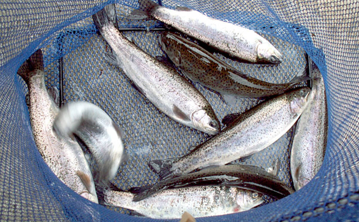 管理釣り場のニジマスをエサで狙う 冬はゲーム性アップ 千早川 年1月25日 エキサイトニュース