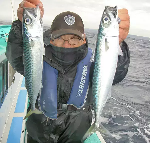 「冬の勝浦沖でリレー船　寒サバ32尾にスルメ＆ヤリイカ28尾【喜美丸】」の画像