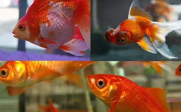 「ユーは何しに日本へ？：キンギョ（金魚）編　野生化すると50cmに？」の画像