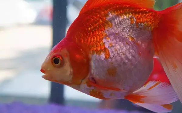 ユーは何しに日本へ？：キンギョ（金魚）編　野生化すると50cmに？