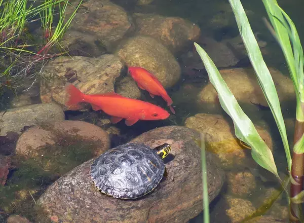 「ユーは何しに日本へ？：キンギョ（金魚）編　野生化すると50cmに？」の画像