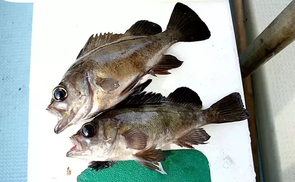 「【関西エリア2020】シーズン間近の『船メバル』　サビキ釣り3つの鉄則」の画像