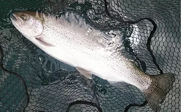 「数少ない解禁中フィールド『東古屋湖』で61cm頭ニジマス14尾【栃木】」の画像