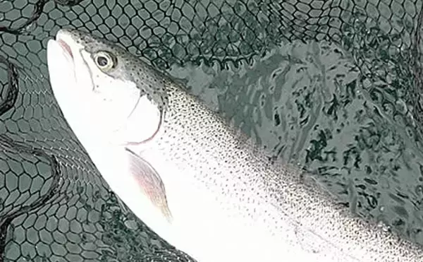 数少ない解禁中フィールド『東古屋湖』で61cm頭ニジマス14尾【栃木】