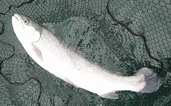 「数少ない解禁中フィールド『東古屋湖』で61cm頭ニジマス14尾【栃木】」の画像