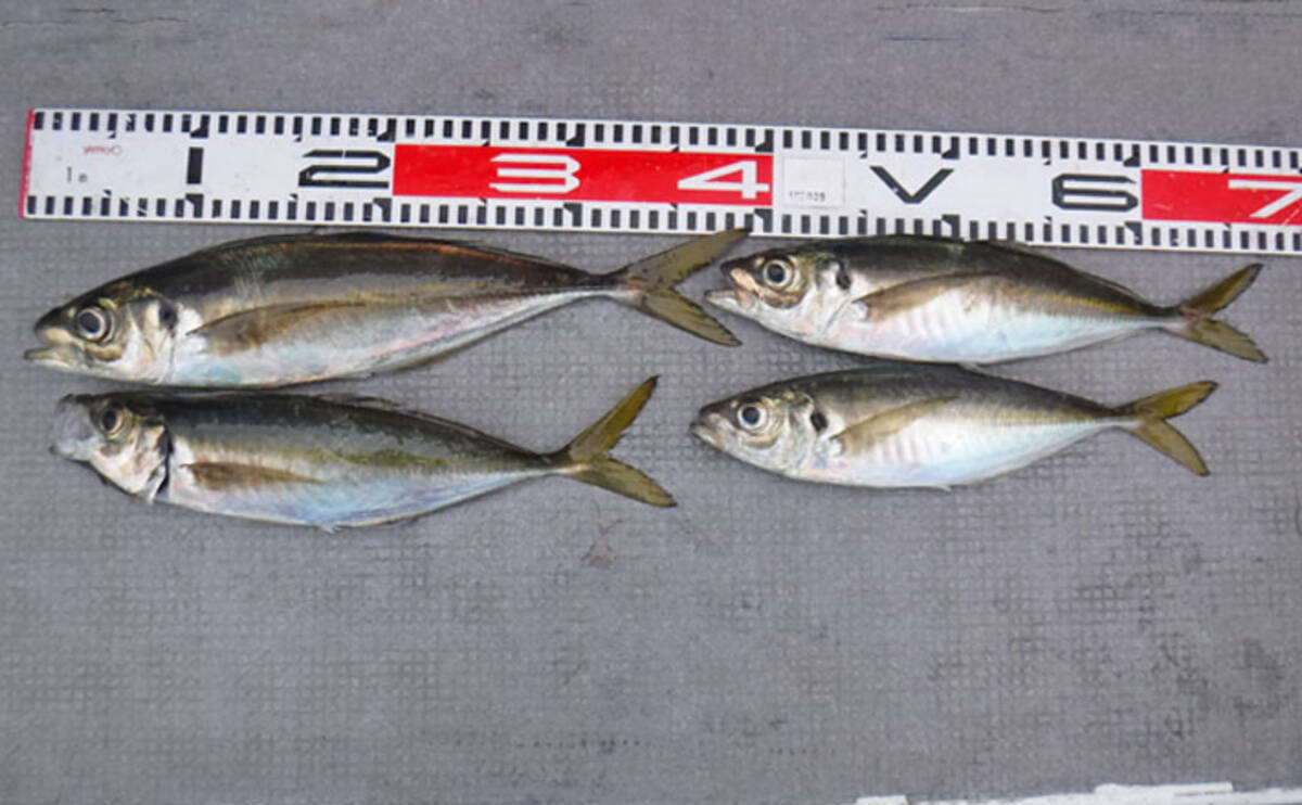 アジ五目釣りで25 40cm良型メイン本命50尾超え 石川丸 年2月6日 エキサイトニュース