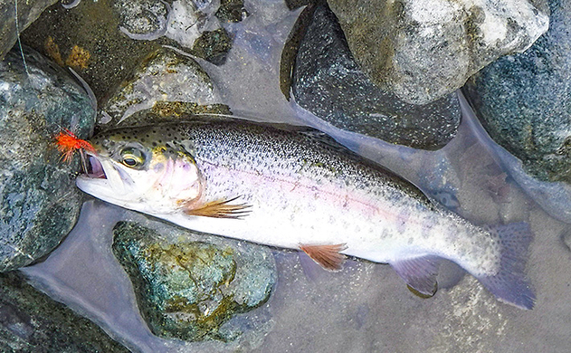 管理釣り場で釣ったニジマスの下処理方法徹底解説 冷凍保存も可能 19年11月5日 エキサイトニュース