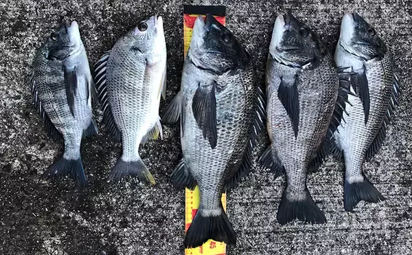 「真冬の紀ノ川チヌは強引が魅力　フカセ釣りのつけエサはコーンがアタリ」の画像