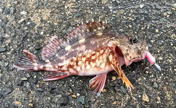 「日本海ヤリイカエギング　軟体生物ヒットするもタコ【京都・養老漁港】」の画像