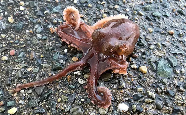 日本海ヤリイカエギング　軟体生物ヒットするもタコ【京都・養老漁港】