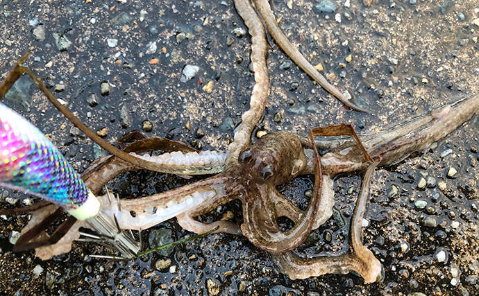 日本海ヤリイカエギング　軟体生物ヒットするもタコ【京都・養老漁港】