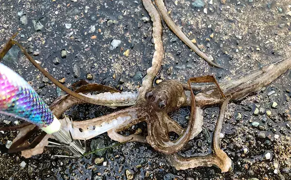 「日本海ヤリイカエギング　軟体生物ヒットするもタコ【京都・養老漁港】」の画像