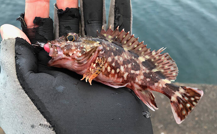 日本海ヤリイカエギング　軟体生物ヒットするもタコ【京都・養老漁港】
