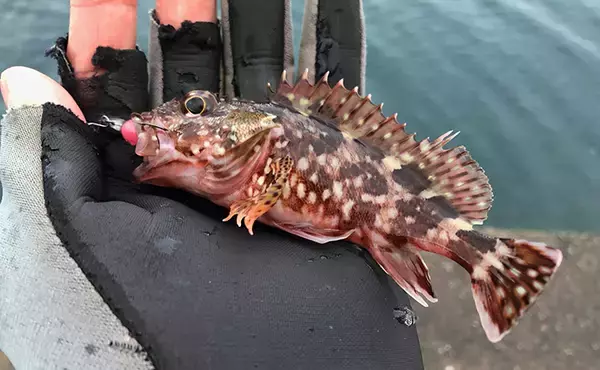 「日本海ヤリイカエギング　軟体生物ヒットするもタコ【京都・養老漁港】」の画像