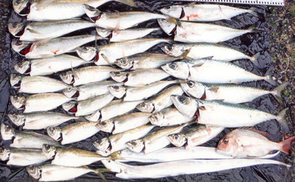 子連れ船アジ釣行で本命31尾 娘が48cmギガアジを手中 ともわ丸 年2月10日 エキサイトニュース