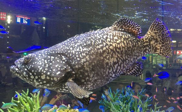 超がつく高級魚 クエ の価格が高い理由 成長の遅さが養殖にもネック 年2月13日 エキサイトニュース