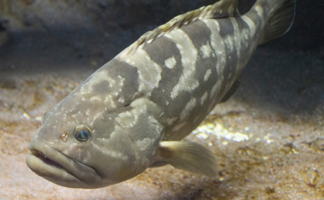 臭い魚の代名詞 ボラ がイメージ回復中 高い適応能力で養殖事業化も 21年1月23日 エキサイトニュース