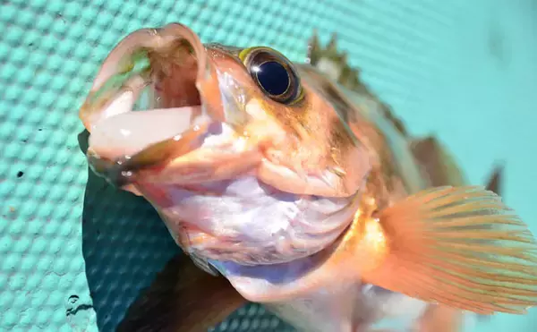 「【茨城沖2020】春告魚『オキメバル』釣りキホン解説　群れ固まると好機」の画像