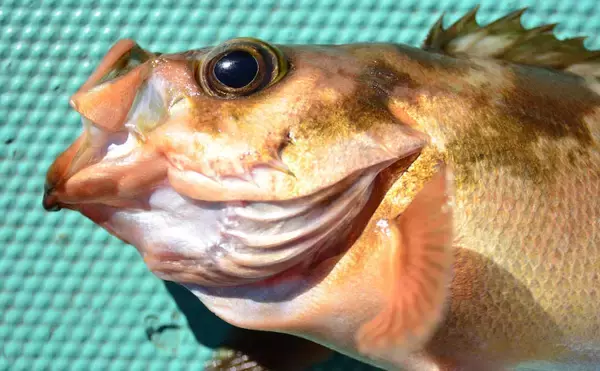 【茨城沖2020】春告魚『オキメバル』釣りキホン解説　群れ固まると好機