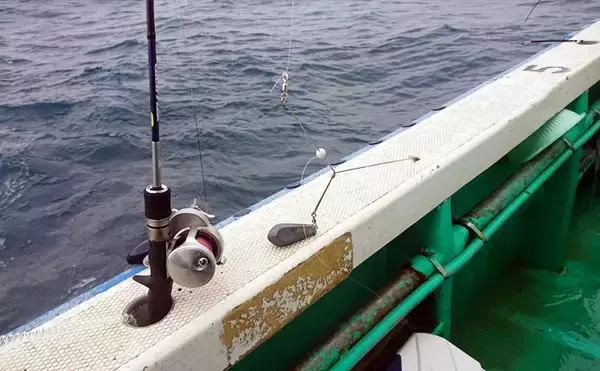 「25年ぶりの大量発生　茨城沖タチウオで大型主体にトップ46匹【藤富丸】」の画像