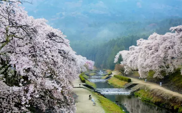 「【東海2020年春】オススメ渓流釣り場　すでに解禁済の野洲川水系」の画像